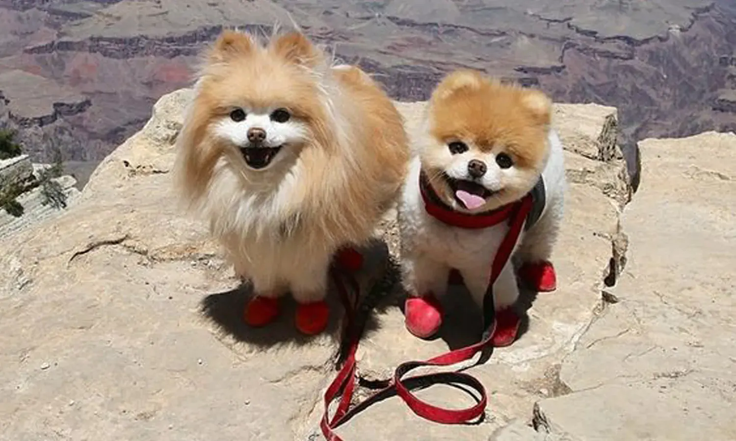 Menyingkap Pesona Anjing Pomeranian, Lengkap dengan Jenis, Makanan, Cara Merawat, hingga Harganya