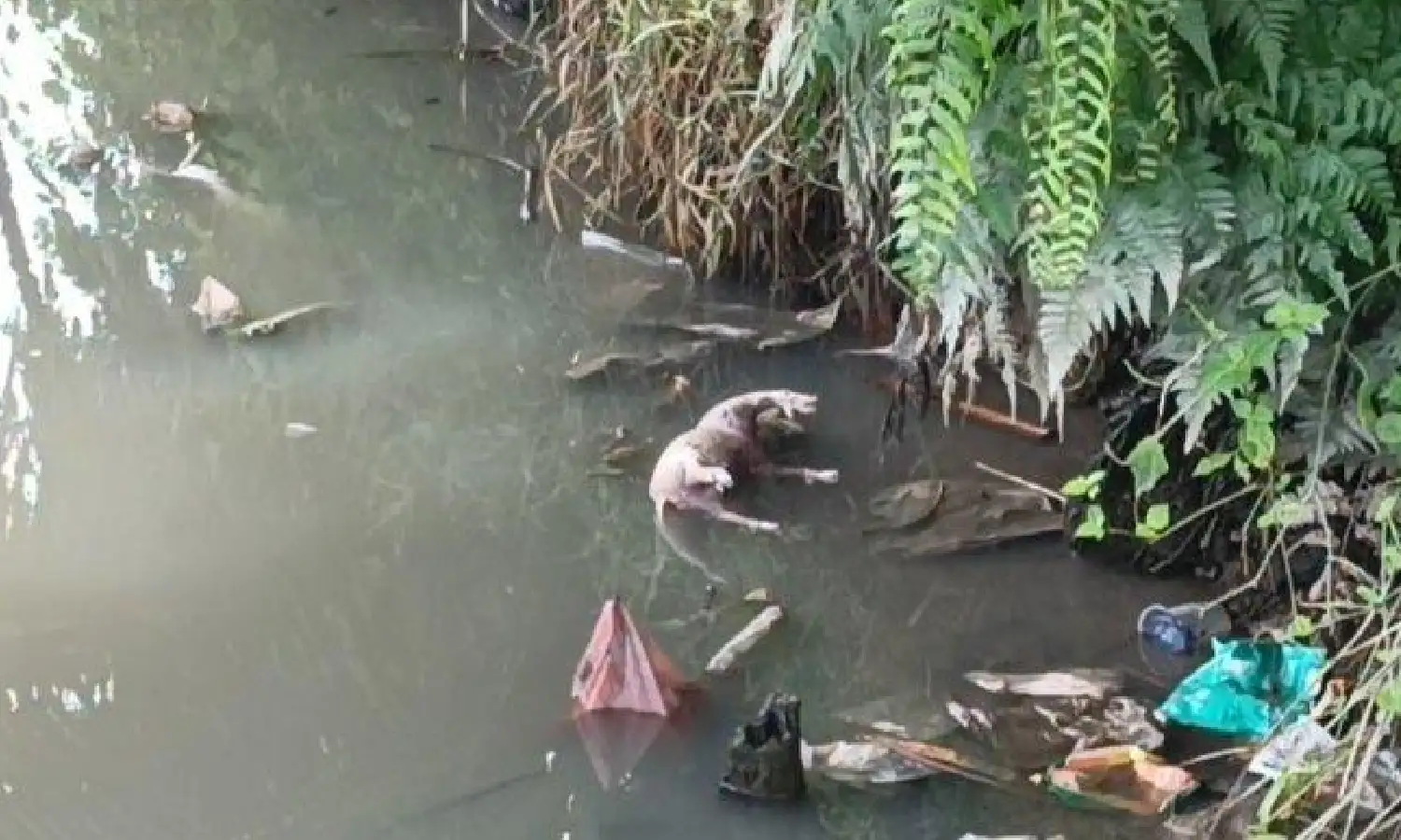 Bangkai Babi Terpapar Virus H1N1 dibuang ke Sungai, GPBI Harap Pemerintah Turun Tangan