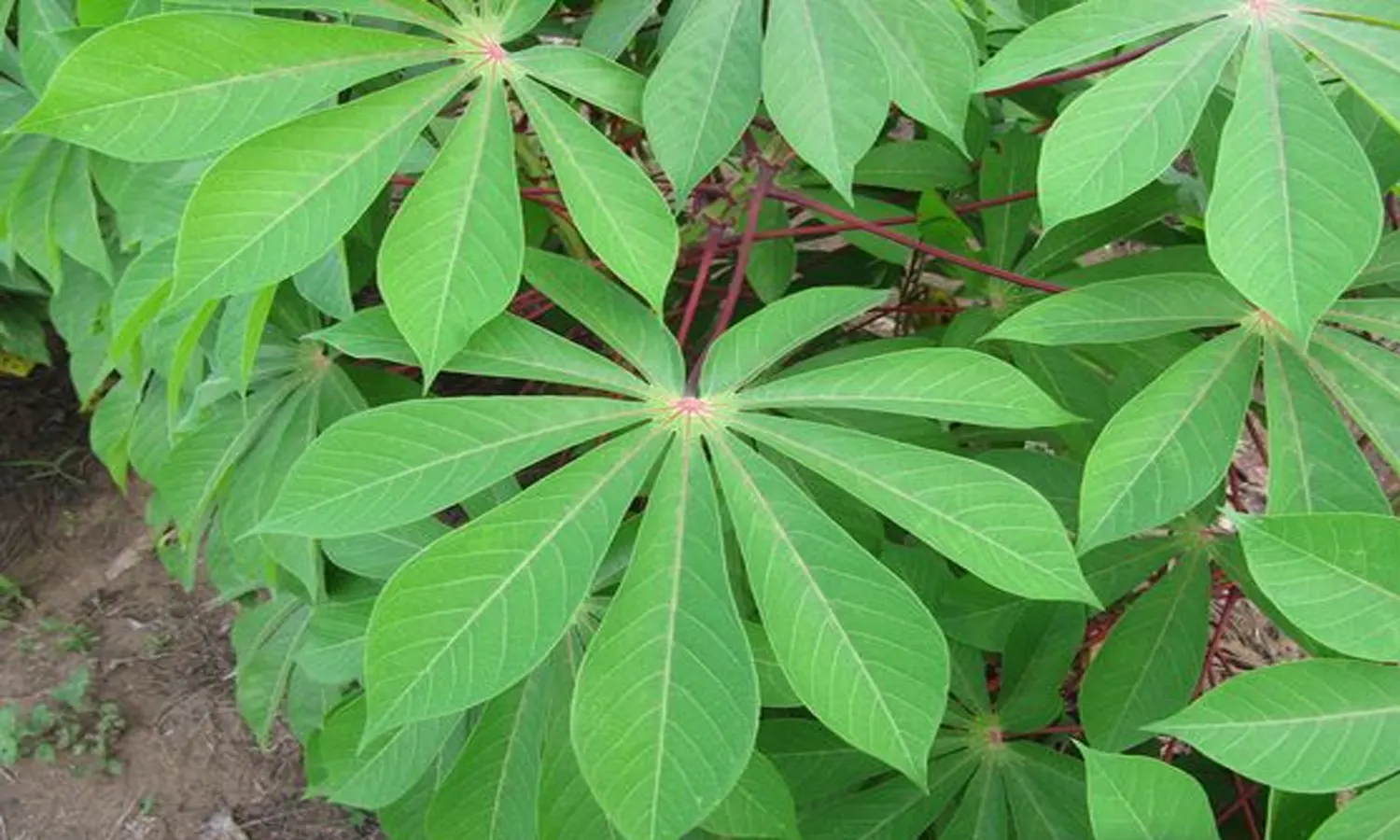 Resep Daun Singkong Rumahan yang Enak dan Mudah Dibuat