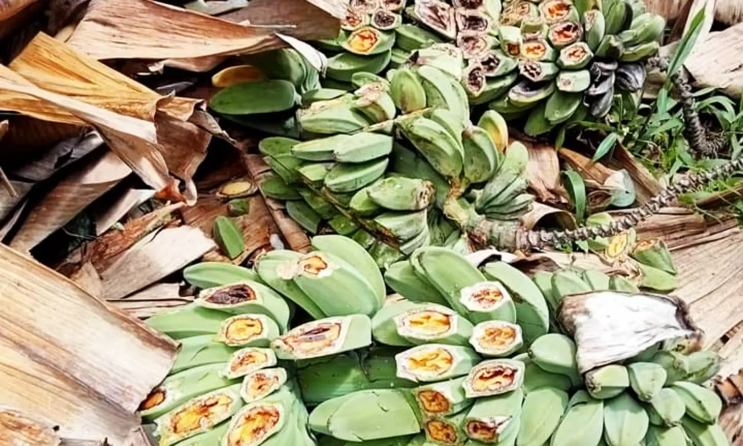 Wabah BDB Tak Terkendali, Pemda Matim Didesak Bantu Para Petani yang Terdampak