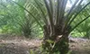 parboaboa