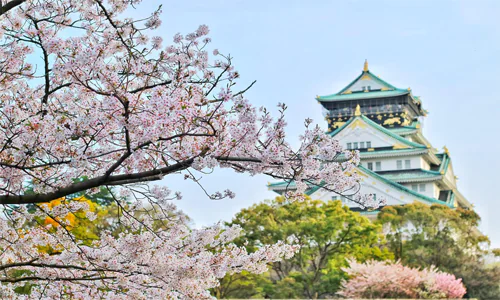 Jadi Ikon Negara Jepang, Ketahui Asal Usul dan Arti Bunga Sakura Berdasarkan Warnanya