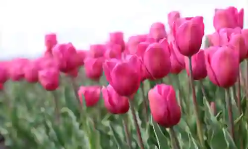 Jadi Ikon Negara Belanda, Ketahui Sejarah dan Arti Bunga Tulip Berdasarkan Warnanya