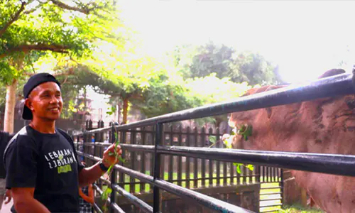 Siantar Zoo: Terbiasa dengan Puspa Lelaku Primata